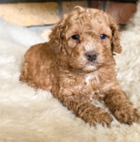 Cavapoo puppy for sale