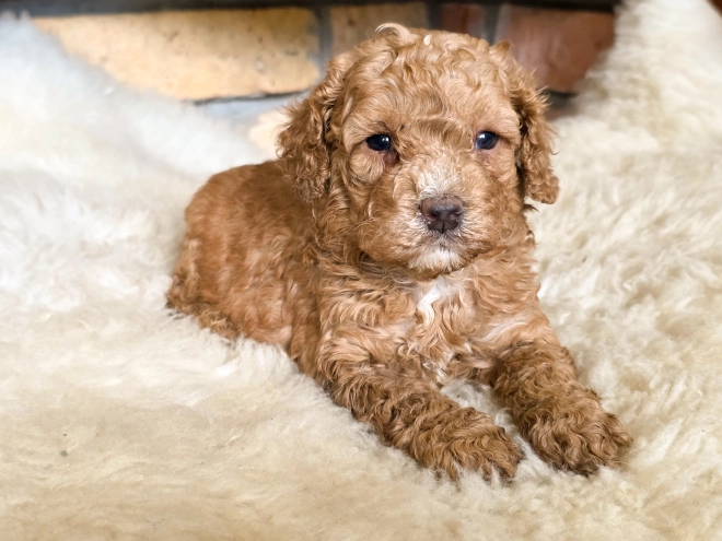Cavapoo puppy for sale