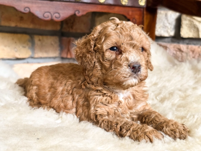 Cavapoo puppy for sale