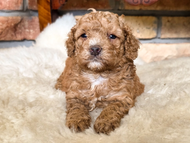 Cavapoo puppy for sale