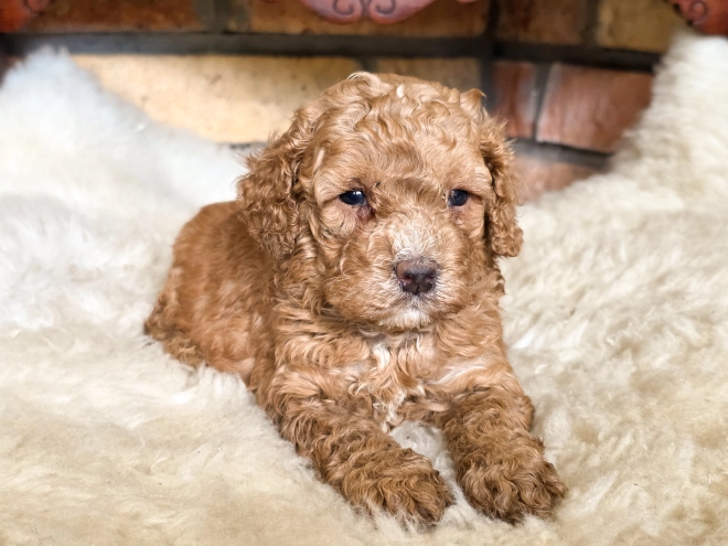 Cavapoo puppy for sale