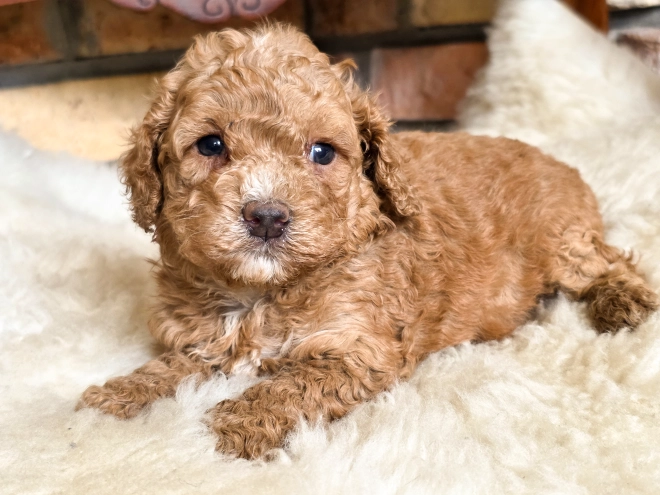 Cavapoo puppy for sale