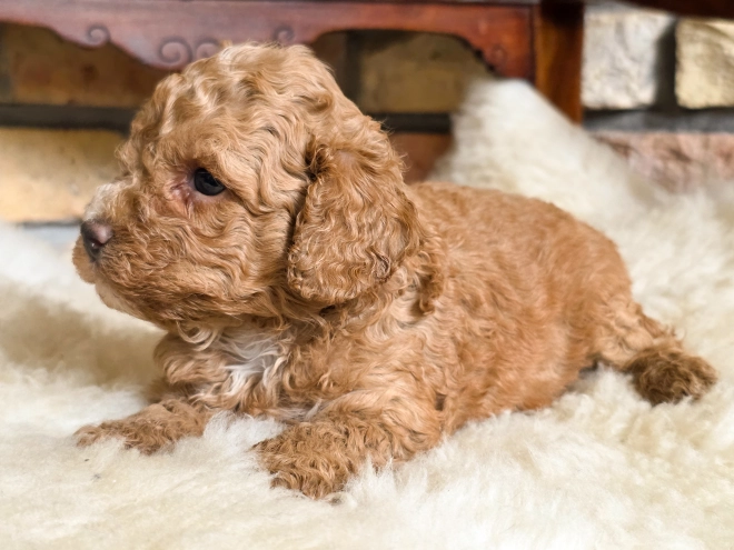 Cavapoo puppy for sale