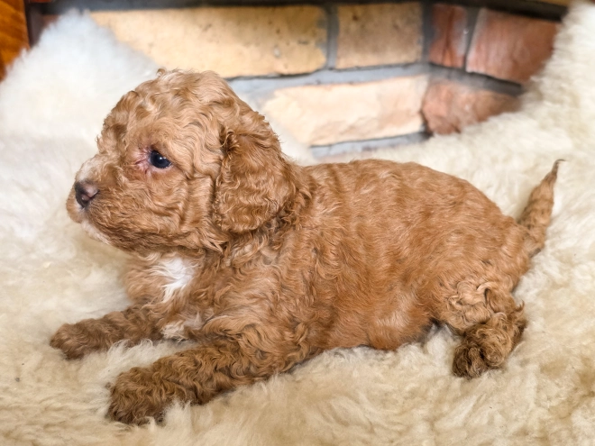 Cavapoo puppy for sale