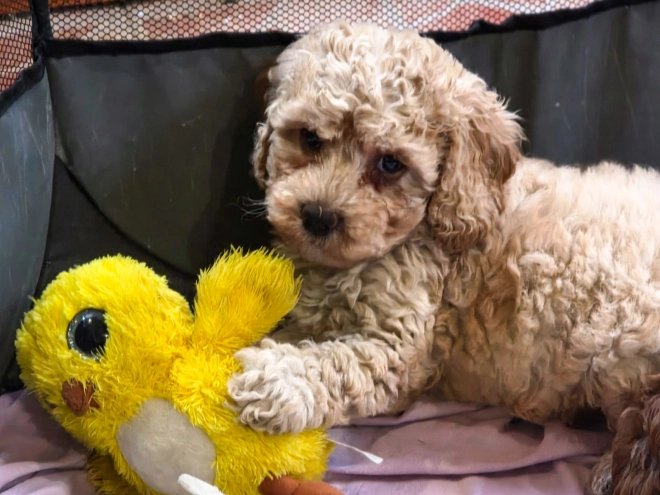 Cavapoo Welpe kaufen