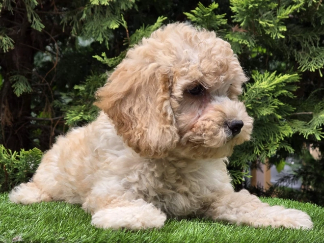 Cavapoo Welpe kaufen
