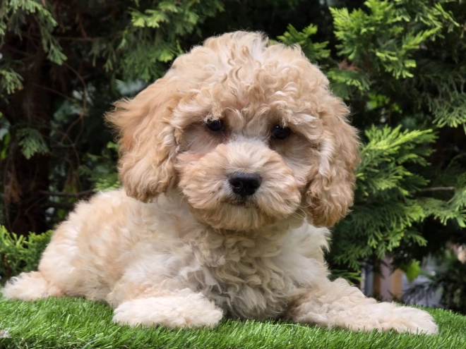 Cavapoo Welpe kaufen