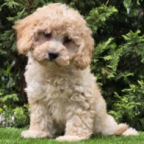 Dorina – F1b, golden Cavapoo Welpen kaufen