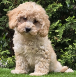 Dorina – F1b, golden Cavapoo Welpen kaufen