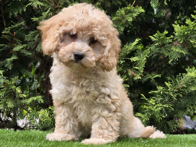 Cavapoo Welpe kaufen