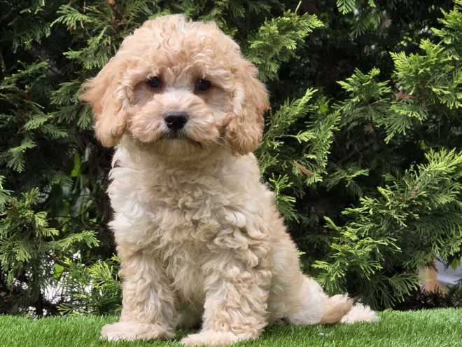 Cavapoo Welpe kaufen