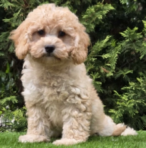 Perros Cavapoo en venta