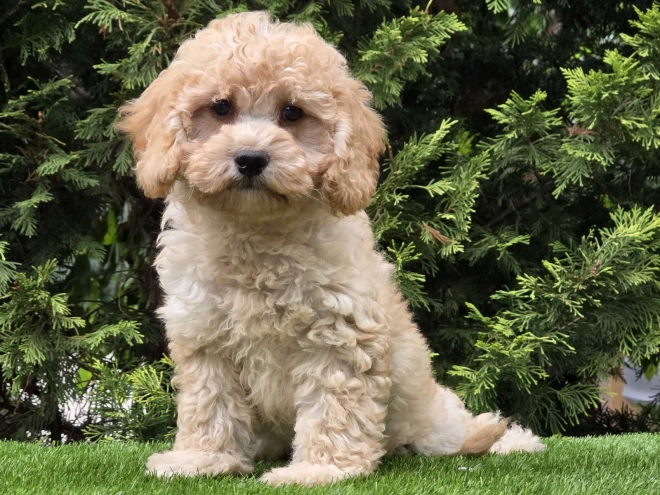 Cavapoo Welpe kaufen