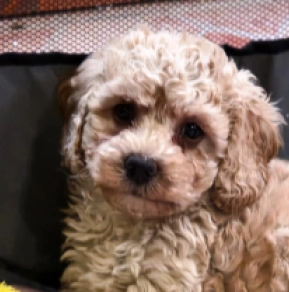 Cavapoo Welpe kaufen