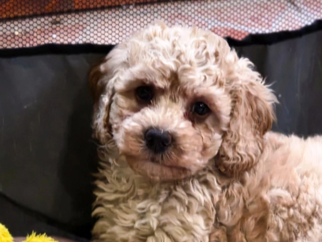 Cavapoo Welpe kaufen
