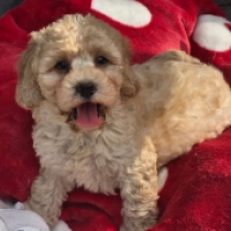 Dorina – F1b, golden Cavapoo Welpen kaufen