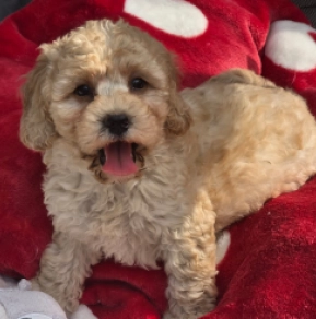 Dorina – F1b, golden Cavapoo Welpen kaufen