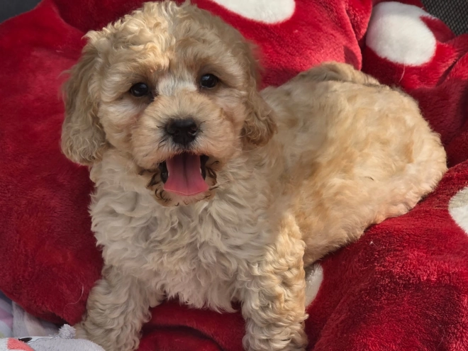 Cavapoo Welpe kaufen