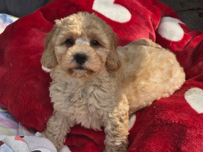 Cavapoo Welpe kaufen