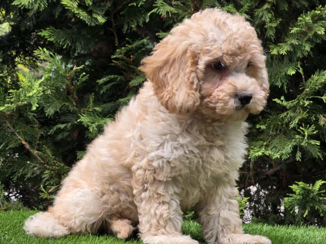 Cavapoo Welpe kaufen