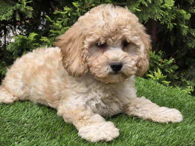Cavapoo Welpe kaufen