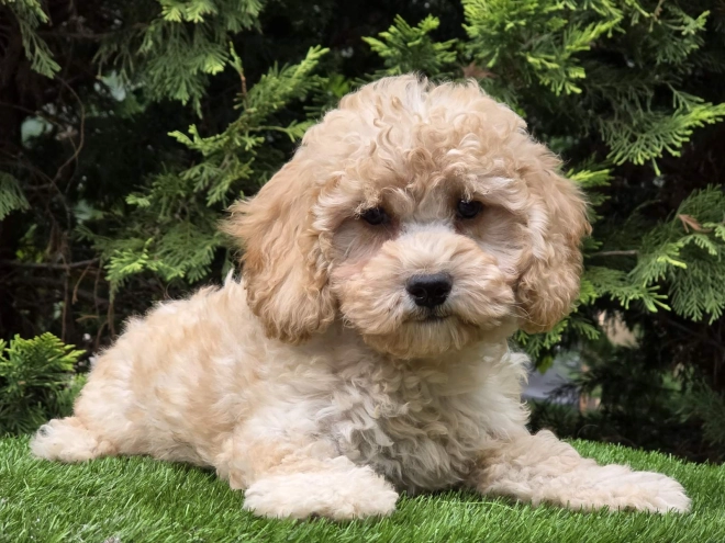 Cavapoo Welpe kaufen