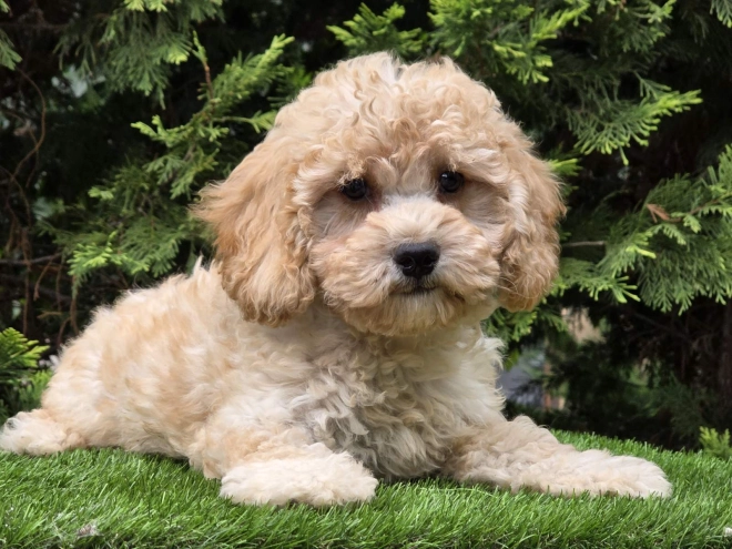 Cavapoo Welpe kaufen