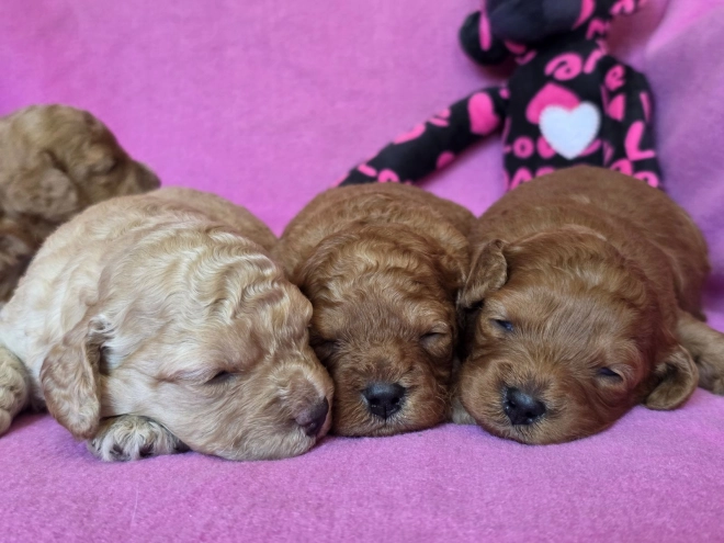 Perros Cavapoo en venta