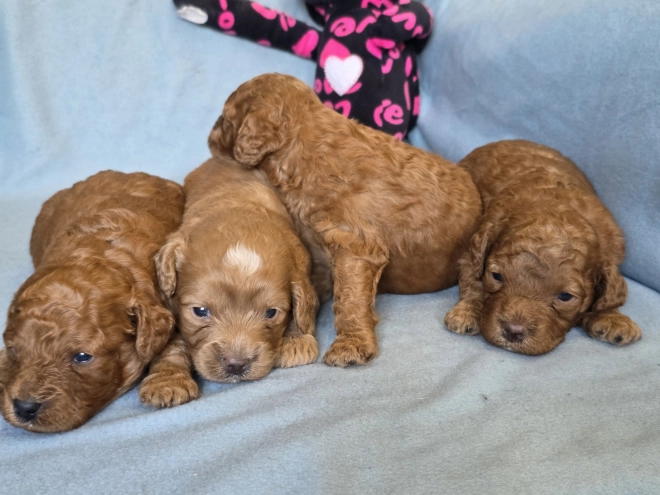 Perros Cavapoo en venta