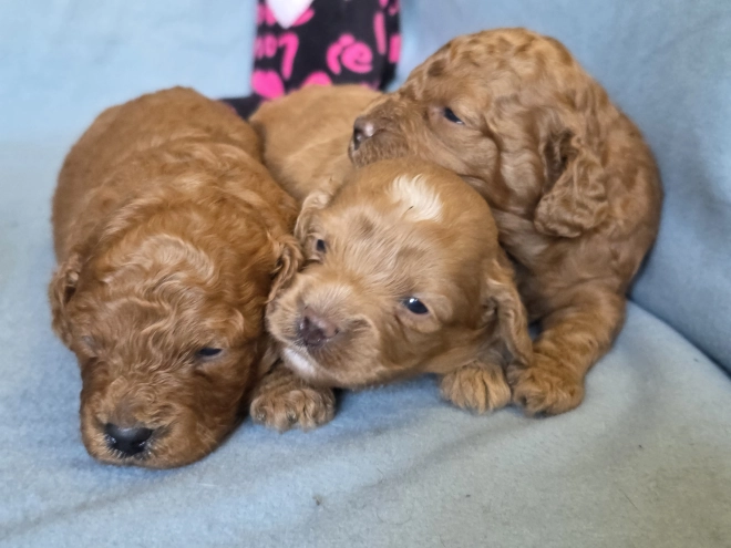 Perros Cavapoo en venta