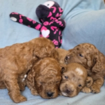 Promising litter – F1b, golden Cavapoo for sale