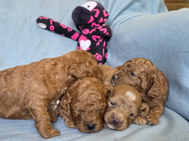 Perros Cavapoo en venta