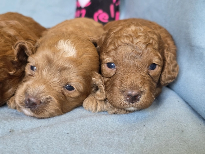 Perros Cavapoo en venta