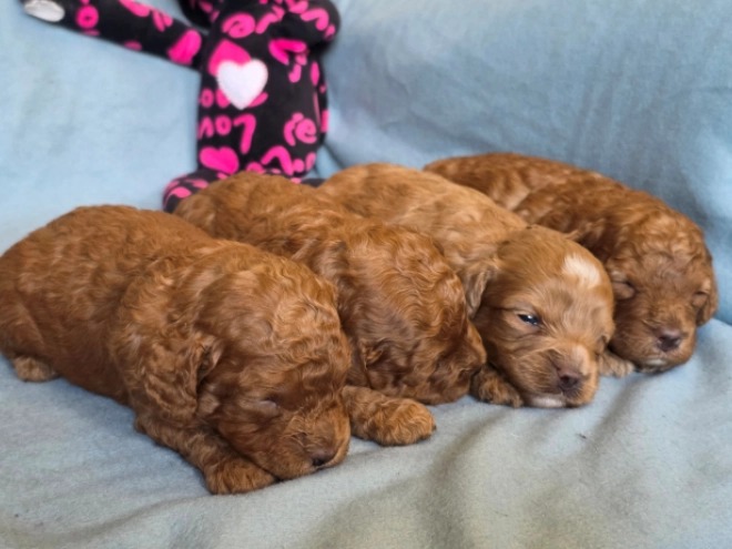 Perros Cavapoo en venta