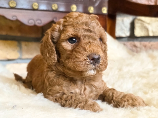 Cavapoo puppy for sale
