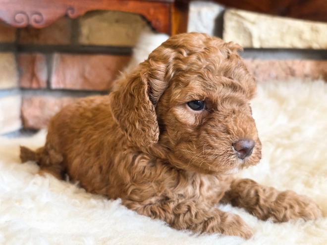 Cavapoo puppy for sale