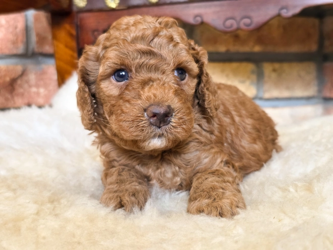 Cavapoo puppy for sale