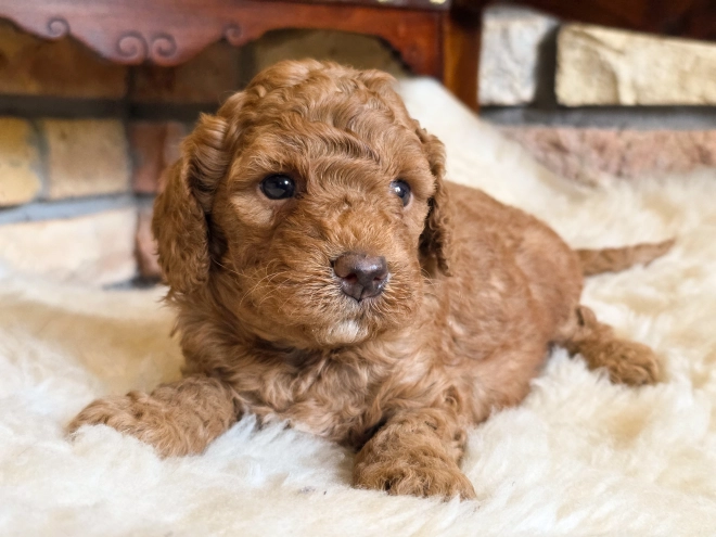 Cavapoo puppy for sale