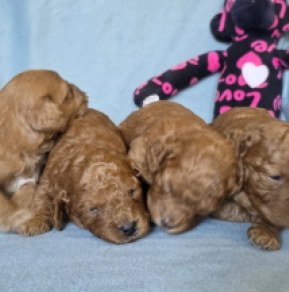 Cavapoo puppy for sale