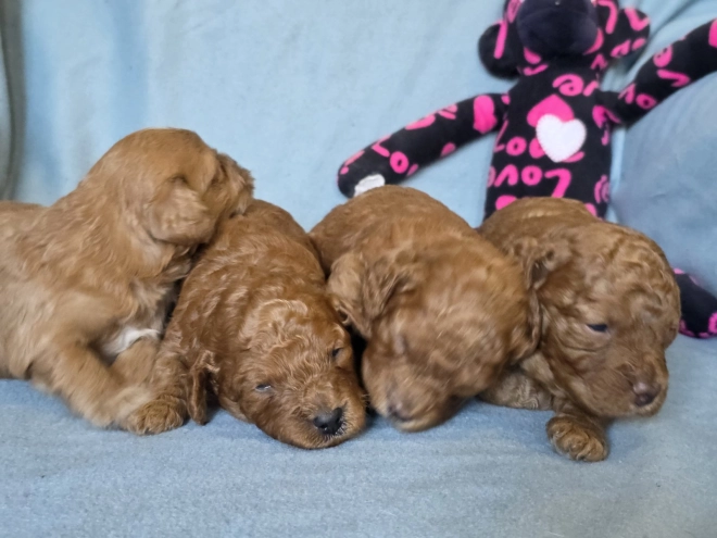 Perros Cavapoo en venta