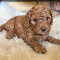 Promising litter – F1b, golden Cavapoo for sale