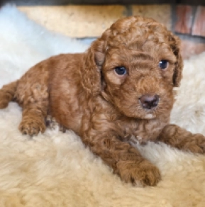 Cavapoo puppy for sale