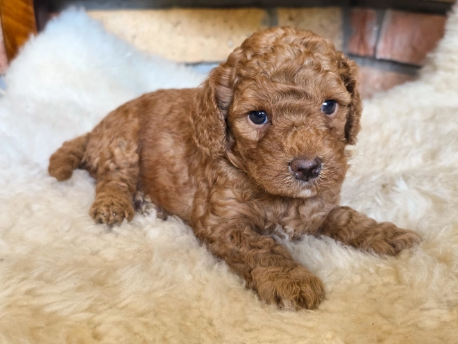 Cavapoo puppy for sale