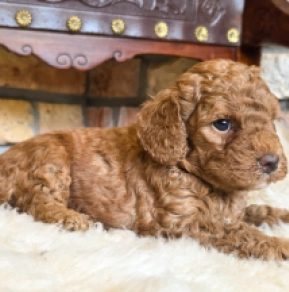 Cavapoo puppy for sale