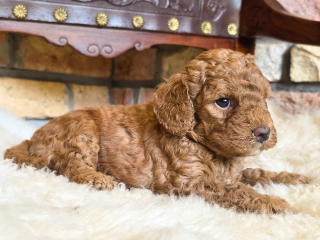 Cavapoo puppy for sale