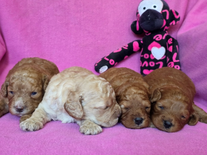Perros Cavapoo en venta