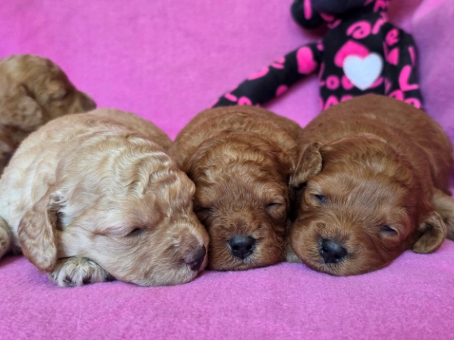 Perros Cavapoo en venta
