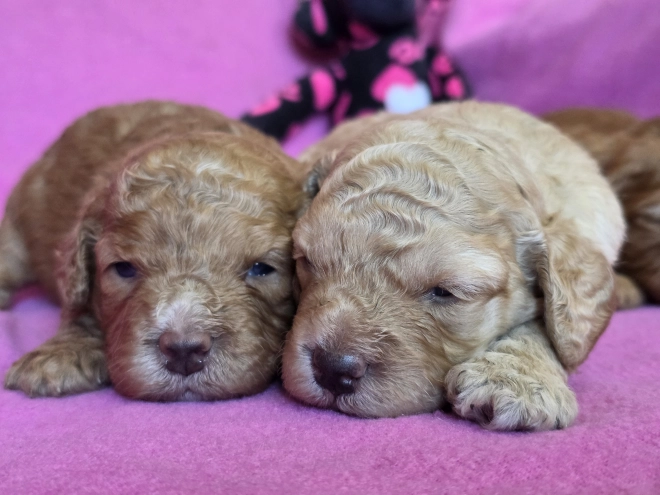 Perros Cavapoo en venta
