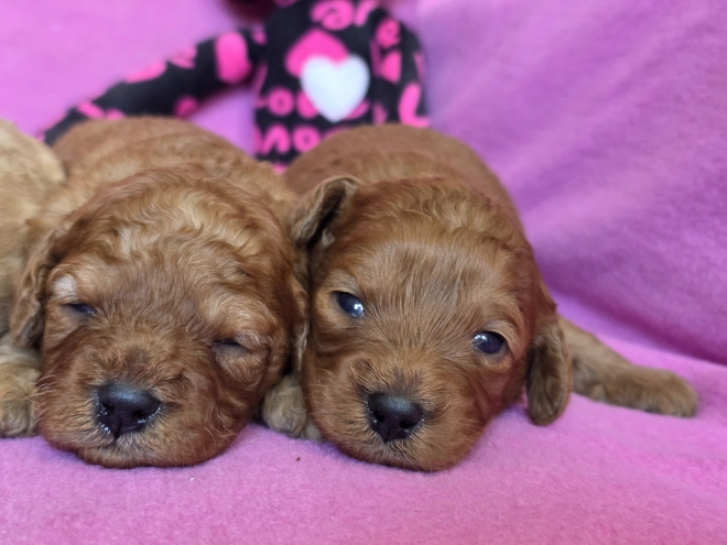 Perros Cavapoo en venta