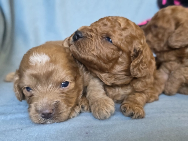 Perros Cavapoo en venta